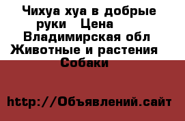 Чихуа-хуа в добрые руки › Цена ­ 1 - Владимирская обл. Животные и растения » Собаки   